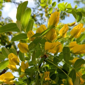 Саженец акации (Карагана) Лорберги (Lorbergii)