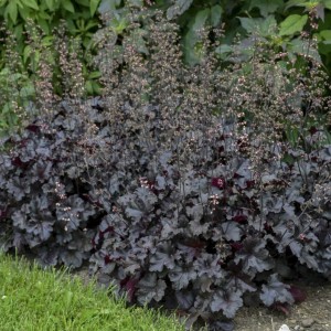 Саженец гейхеры мелкоцветковой Блэк Перл (Black Pearl)