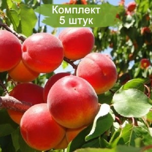 Саженцы колоновидного Абрикоса Цунами -  комплект 5 шт.