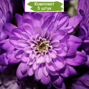 Саженцы фиолетовой хризантемы мультифлоры Сунд Пурпур -  комплект 5 шт.