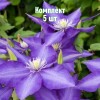 Комплект 5шт / Клематис Даниэль Деронда