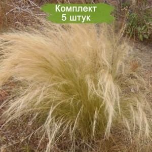 Саженцы Ковыли -  комплект 5 шт.