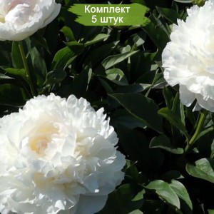 Саженцы пиона Lillian Wild (Лилиан Вайлд ) -  комплект 5 шт.