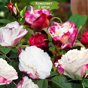 Саженцы канадской розы Луиза Багнет (Louise Bugnet) -  комплект 5 шт.