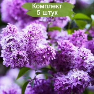 Саженцы сирени обыкновенной Сенсация -  комплект 5 шт.