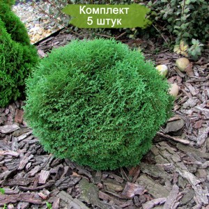 Саженцы туи карликовой шаровидной Тини Тим (Tiny Tim) -  комплект 5 шт.