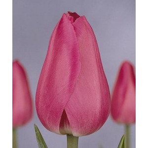 Луковица тюльпана Барселона (Barcelona)