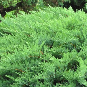 Саженец можжевельника казацкого Мас