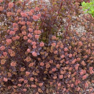 Саженец пузыреплодника Саммер Вайн (Summer Wine) 