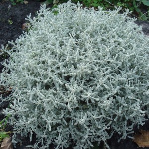 Саженец сантолины кипарисовидной