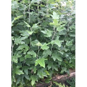 Саженец тополя Пирамидального (20-40 см)