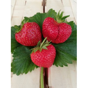 Саженец ремонтантной клубники Мармеладка (Средняя)